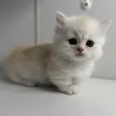 ミヌエット(短足)【群馬県・男の子・2025年2月20日・カメオタビー&ホワイト】の写真1