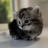 ミヌエット(短足)【群馬県・男の子・2025年11月13日・シルバータビー】の写真2