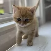 ミヌエット(長足)【群馬県・男の子・2025年6月14日・レッドタビー&ホワイト】の写真2