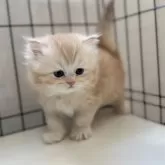 ミヌエット(長足)【群馬県・男の子・2025年10月25日・レッドタビー】の写真2