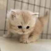 ミヌエット(長足)【群馬県・男の子・2025年10月25日・レッドタビー】の写真3