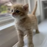 ミヌエット(長足)【群馬県・男の子・2025年6月14日・レッドタビー&ホワイト】の写真3