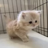 ミヌエット(長足)【群馬県・男の子・2025年10月25日・レッドタビー】の写真4