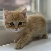 ミヌエット(長足)【群馬県・男の子・2025年6月14日・レッドタビー&ホワイト】の写真4