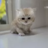 ミヌエット(長足)【群馬県・男の子・2025年10月25日・カメオタビー又はレッドタビー】の写真4