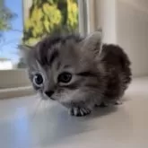 ミヌエット(短足)【群馬県・男の子・2025年11月13日・シルバータビー】の写真4