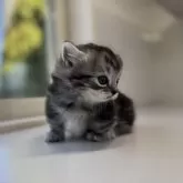 ミヌエット(短足)【群馬県・男の子・2025年11月13日・シルバータビー】の写真5