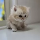 ミヌエット(長足)【群馬県・男の子・2025年10月25日・カメオタビー又はレッドタビー】の写真5