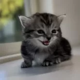 ミヌエット(短足)【群馬県・男の子・2025年11月13日・シルバータビー】の写真6