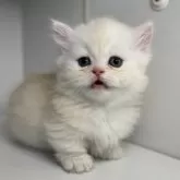 ミヌエット(短足)【群馬県・男の子・2025年2月20日・カメオタビー&ホワイト】の写真6