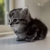 ミヌエット(短足)【群馬県・男の子・2025年11月13日・シルバータビー】の写真7