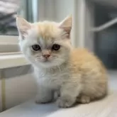 ミヌエット(短足)【群馬県・男の子・2025年6月14日・カメオタビー&ホワイト】の写真5