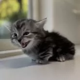 ミヌエット(短足)【群馬県・男の子・2025年11月13日・シルバータビー】の写真8