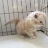 ミヌエット(長足)【群馬県・男の子・2025年10月25日・レッドタビー】の写真8