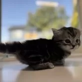 ミヌエット(短足)【群馬県・男の子・2025年11月13日・シルバータビー】の写真9