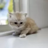 ミヌエット(長足)【群馬県・男の子・2025年10月25日・カメオタビー又はレッドタビー】の写真9