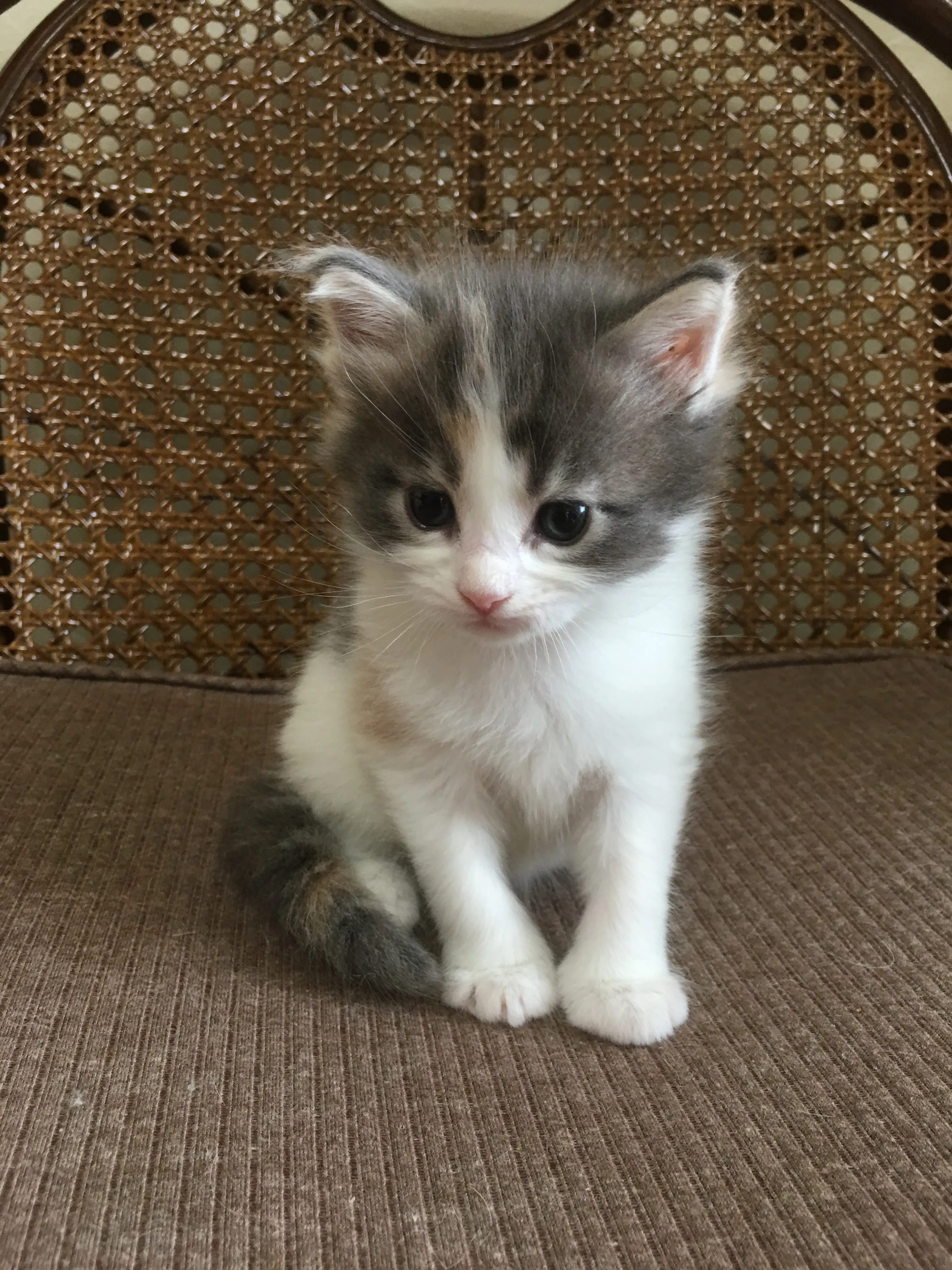 ID：1607-00163の子猫