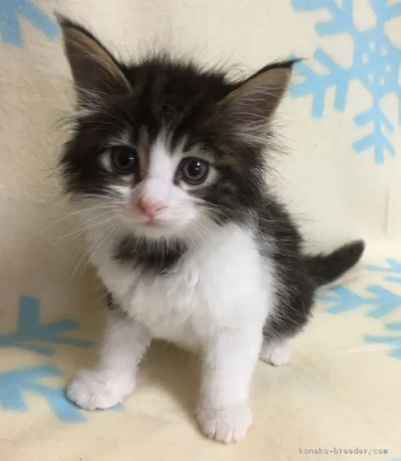 つくねの同居人 様のお迎えした子猫
