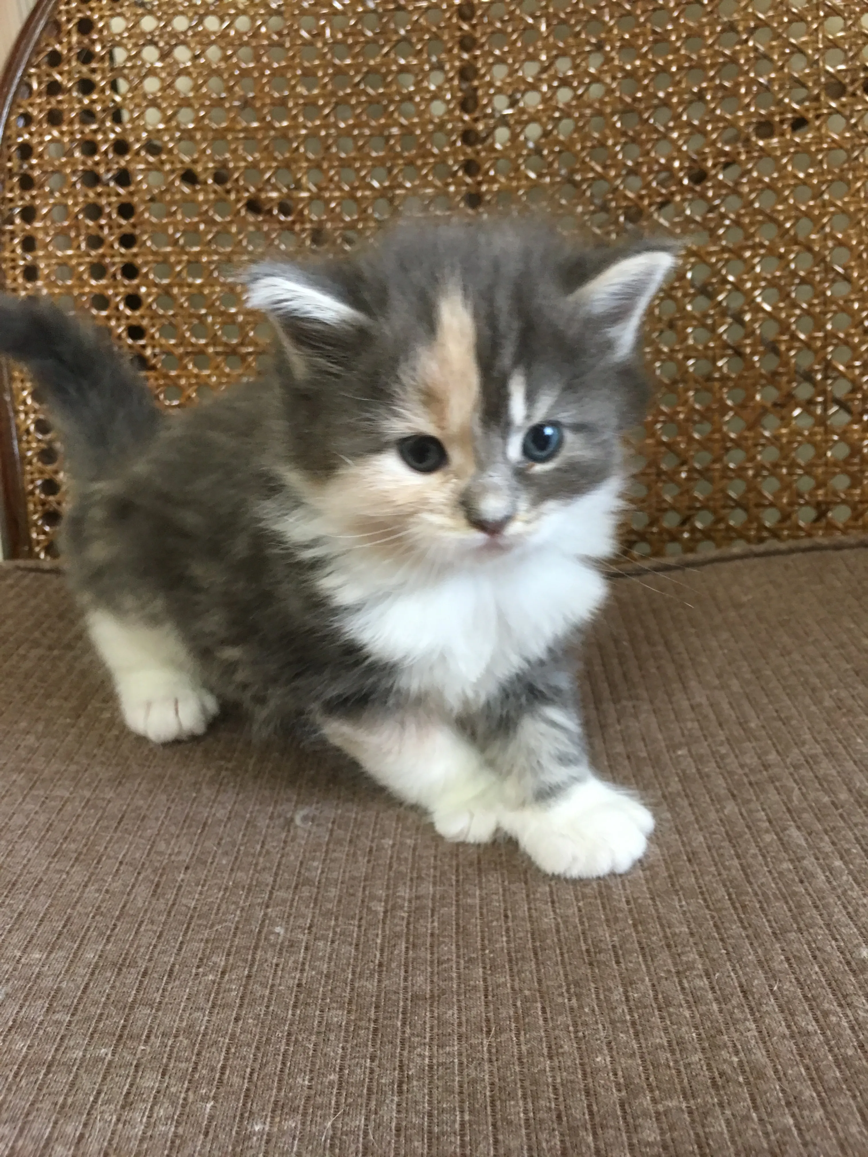 ID:1607-00164の子猫
