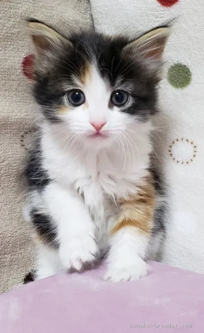 ID：1912-01213の子猫