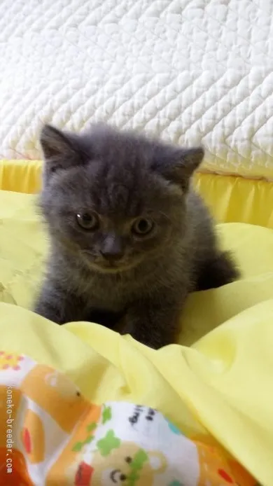 ID：1509-00083の子猫