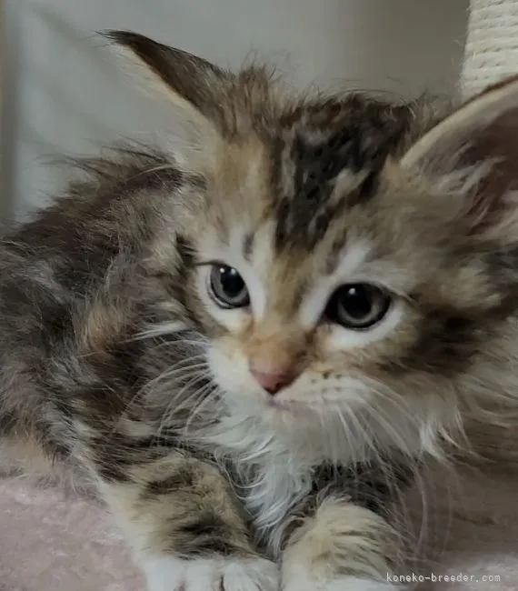 ID:2201-02023の子猫