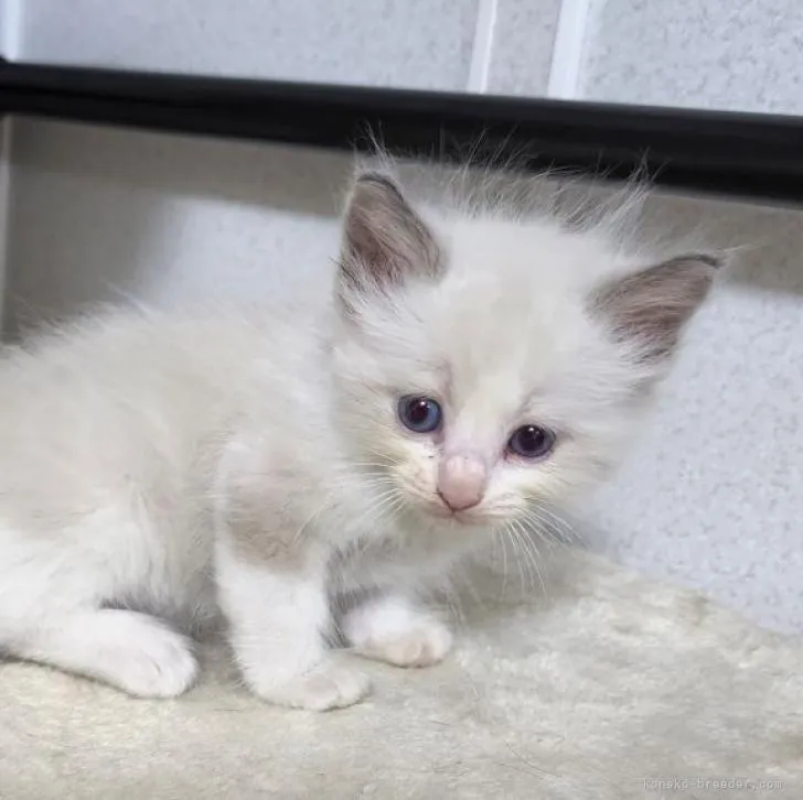 ID：2208-00782の子猫