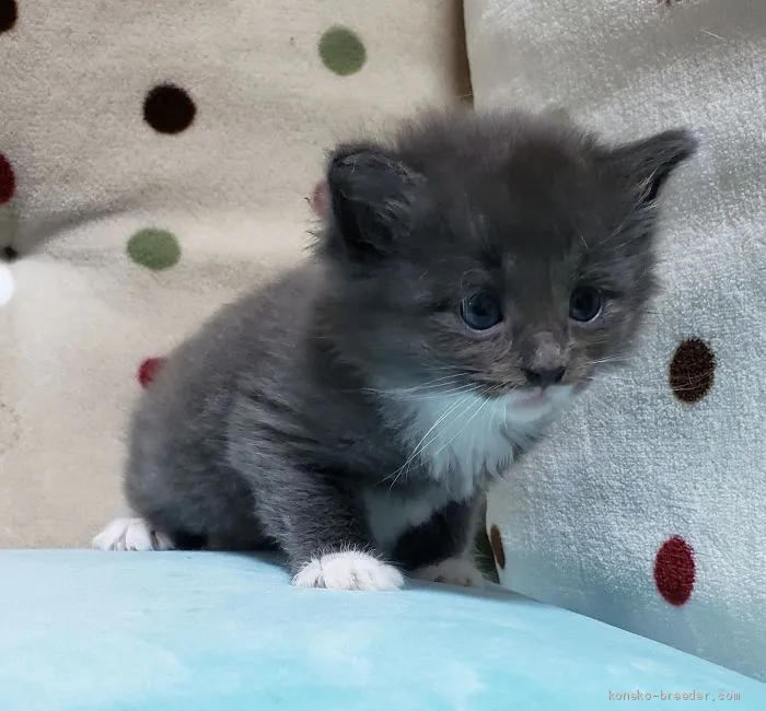 ID：2004-01724の子猫