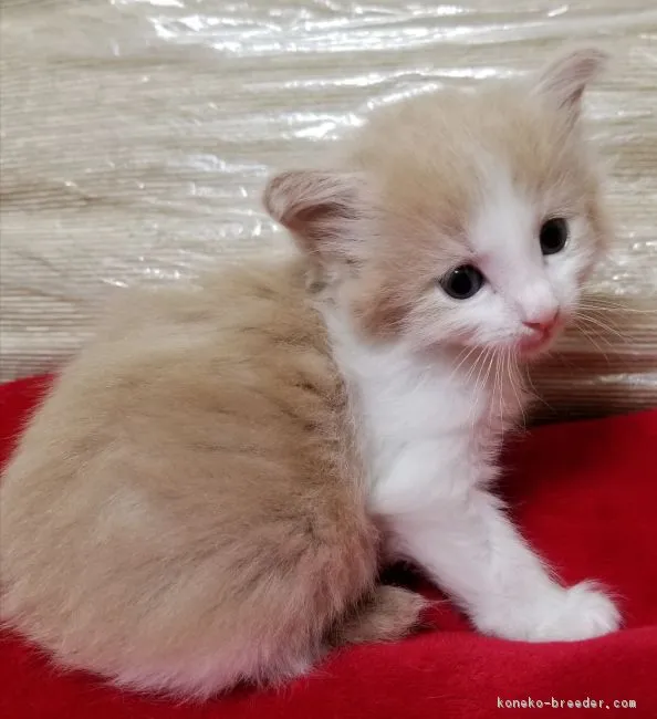 ID：1708-01128の子猫