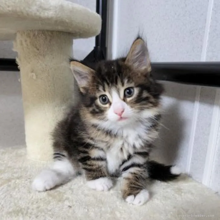 ID:2208-01228の子猫
