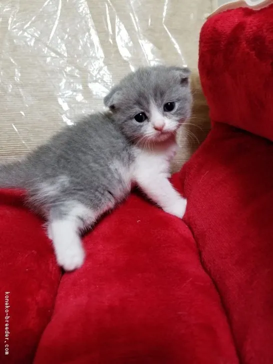 ID：1708-00177の子猫