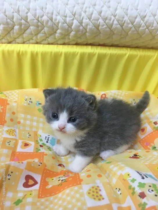 ID：1602-00237の子猫