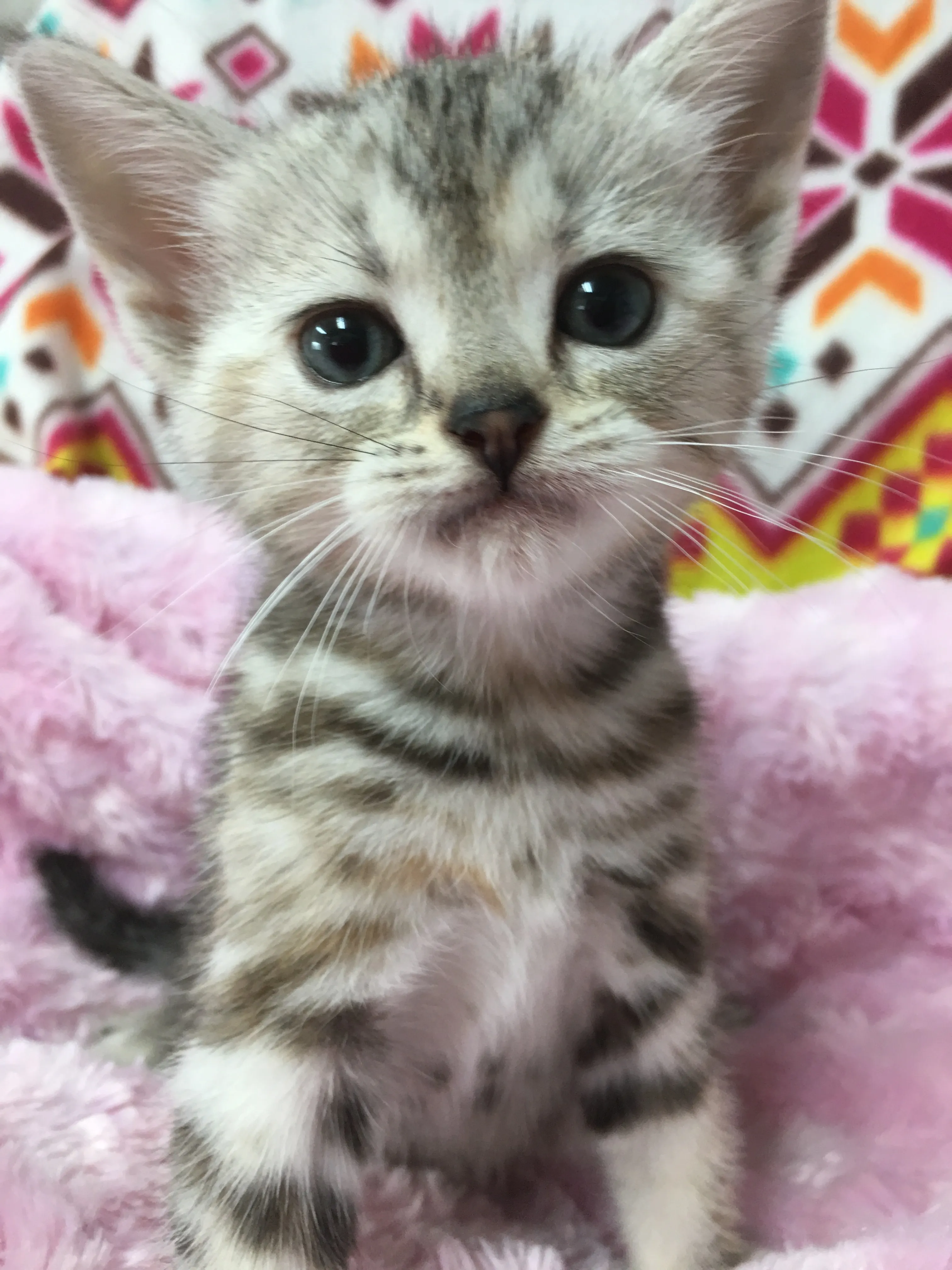 アメリカンショートヘア【千葉県・女の子・2016年3月21日・シルバーパッチドタビー】の写真1