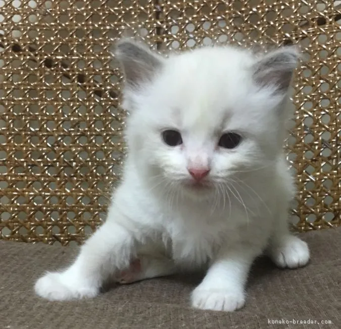 ID：1607-00878の子猫