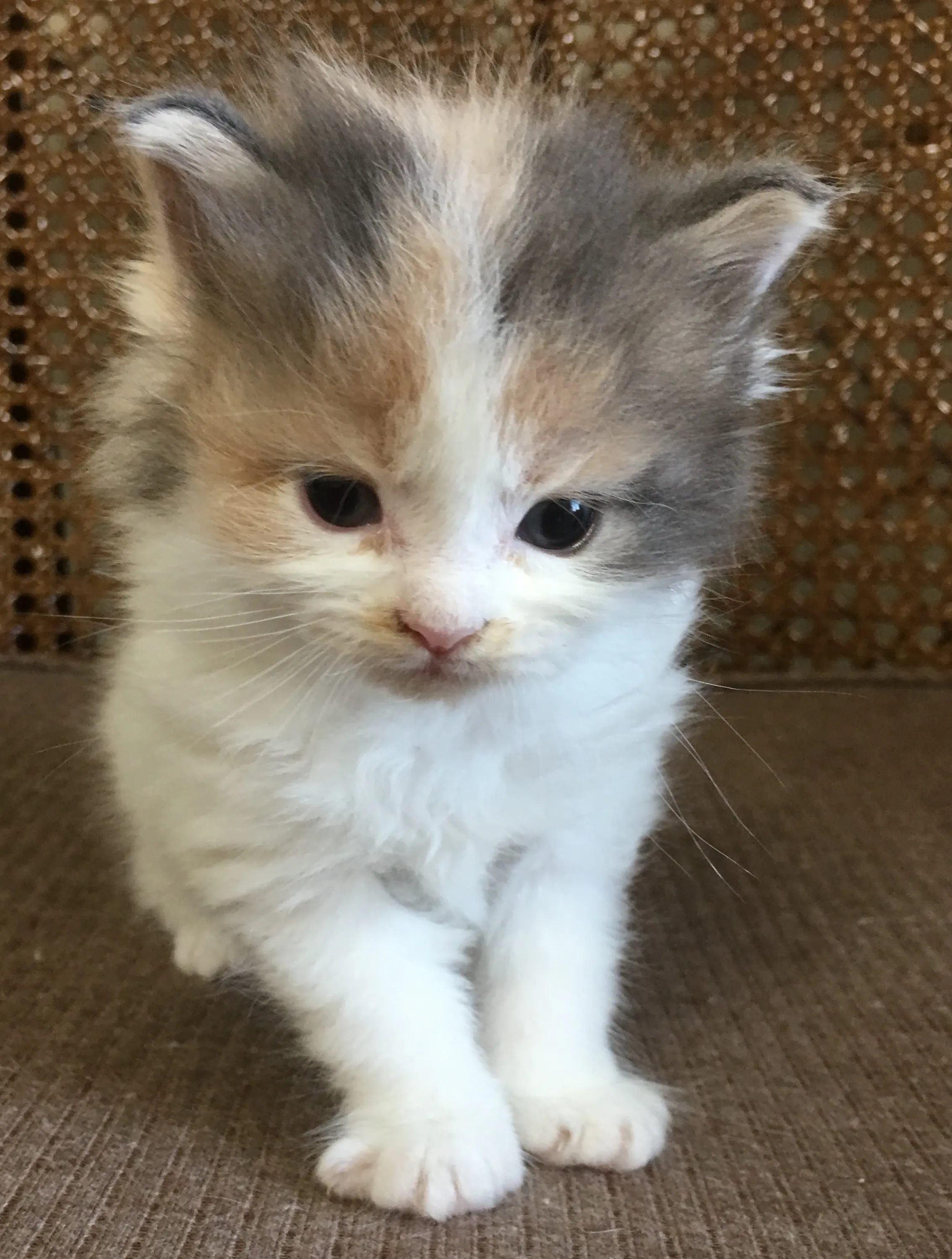 ID：1607-00165の子猫