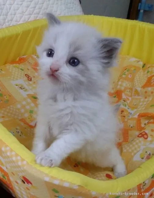 ID:1603-00432の子猫