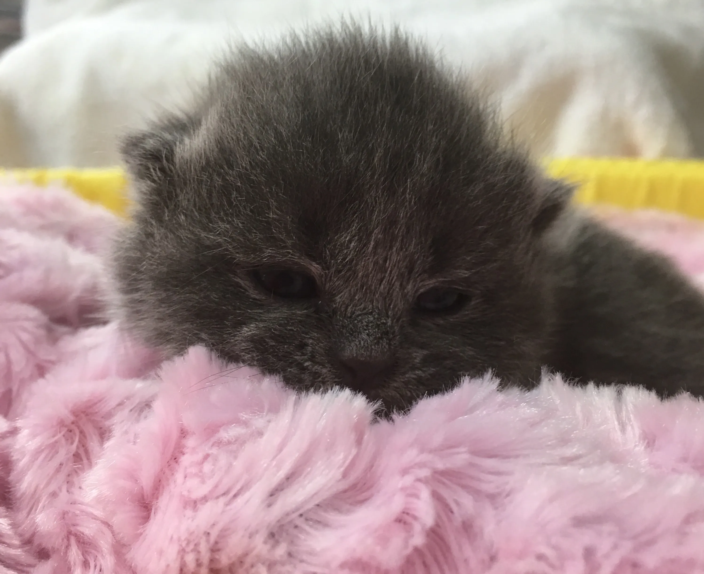 ID：1606-00258の子猫