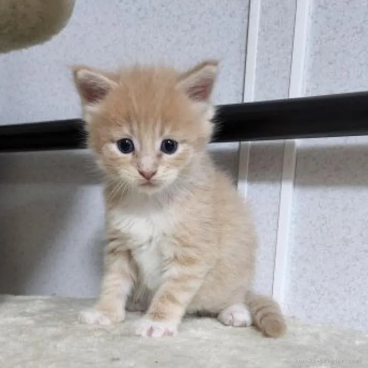 ID:2210-02303の子猫