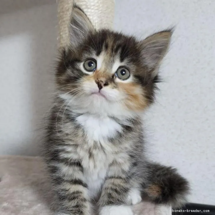 ID：2207-02292の子猫