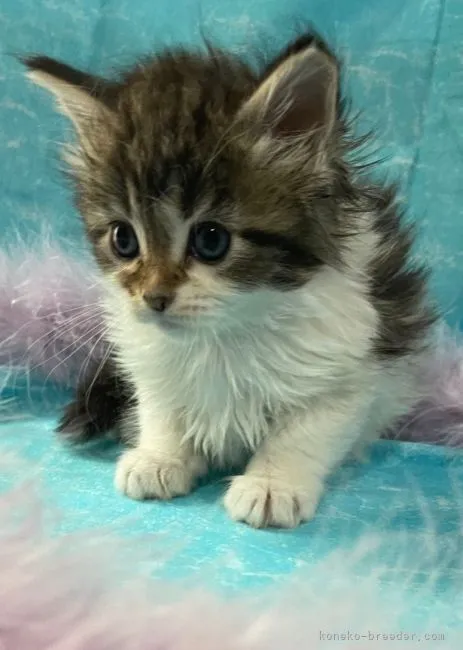 ID:2206-00503の子猫