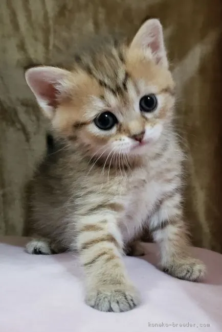 ID：2002-01240の子猫