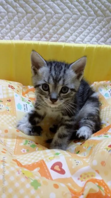 ID：1510-00046の子猫