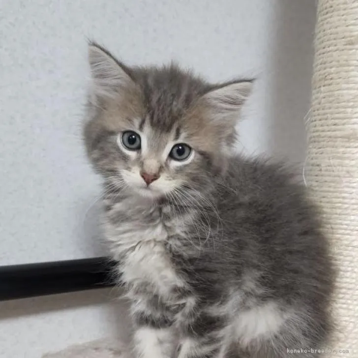 ID：2208-02536の子猫