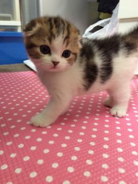 スコティッシュフォールド【千葉県・女の子・2015年6月23日・ブラウンタビー&ホワイト】の写真「」