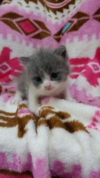 ブリティッシュショートヘア【千葉県・女の子・2015年5月3日・ブルー&ホワイト】の写真「」