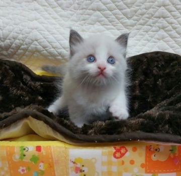 ラグドール【千葉県・男の子・2015年5月16日・ブルーポイントバイカラー】の写真「」