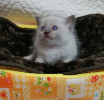 ラグドール【千葉県・男の子・2015年5月16日・ブルーポイントミデッド】の写真「」