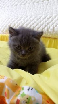 ブリティッシュショートヘア【千葉県・男の子・2015年7月15日・ブルー】の写真「」