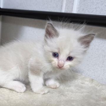 ラグドール【千葉県・男の子・2022年6月25日・ブルーポイントバイカラー】の写真「優しい顔立ちのハンサムくん❗」