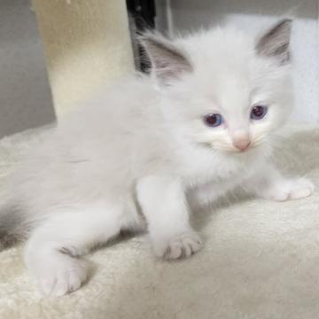 ラグドール【千葉県・男の子・2022年6月25日・ブルーポイントバイカラー】の写真「甘えん坊❗の男の子」